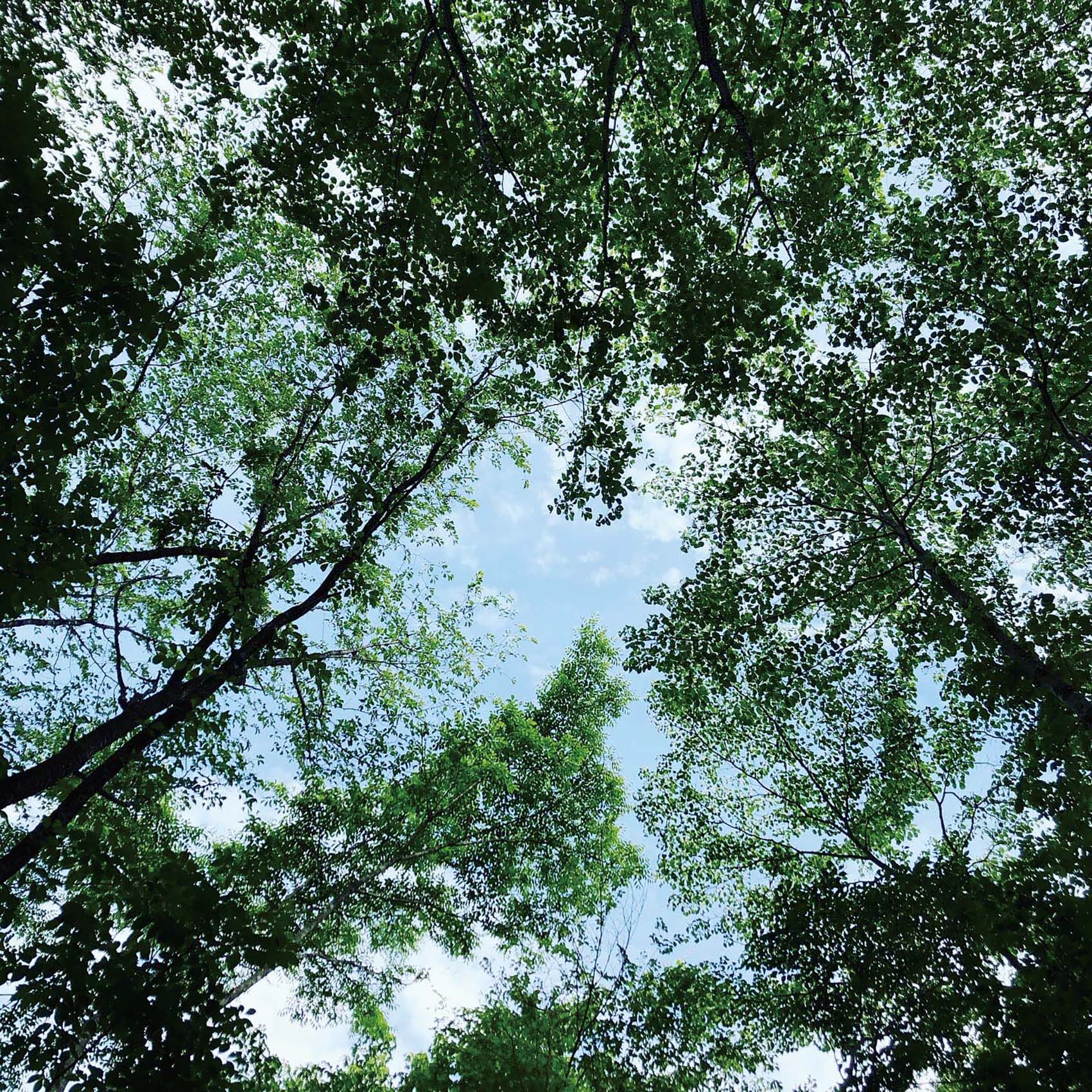 50歳から輝くステージ～演劇ワークショップ（成果発表）「林冠の先」